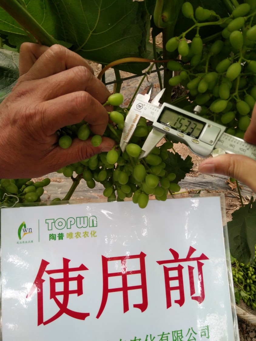 陶普唯农葡萄配方施肥-膨果篇